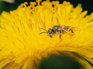 bee on a yellow flower, close - up. bee collecting pollen from the pollen.