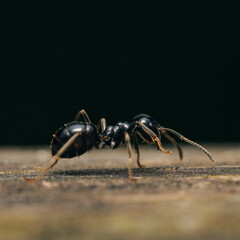  closeup of a black wasp on a wooden surface