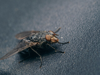 fly on black background. macro shot of insect fly