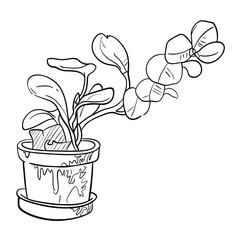 Elegant Indoor Flowering Plant in Pot – Line Drawing