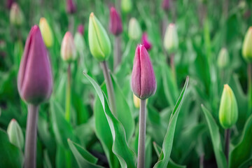 red and yellow tulips