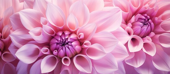 Obraz premium Macro close-up of vibrant pink dahlia flowers creating a beautiful floral backdrop with intricate petal details and soft gradients.