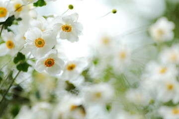 白いシュウメイギク