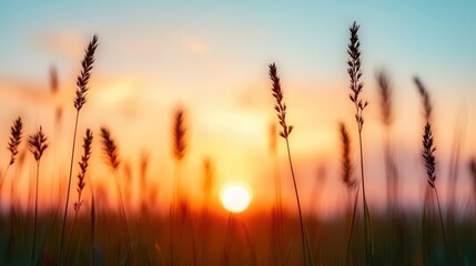 Fototapeta premium Golden Sunset Over Silhouetted Grass Blades with Vibrant Blue and Orange Sky at Dusk, Capturing the Essence of Tranquility and Natural Beauty in a Scenic Landscape