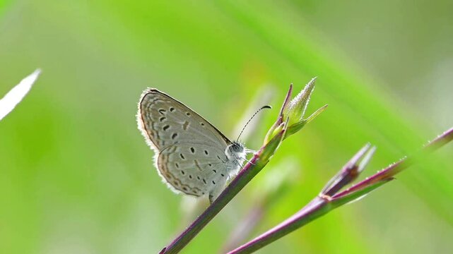 Small Zizula hylax butterfly moving along a branch