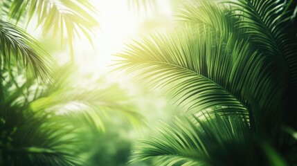 Obraz premium Lush tropical palm leaves bathed in soft sunlight, perfect for vibrant banners, postcards, or book illustrations with a serene natural vibe.