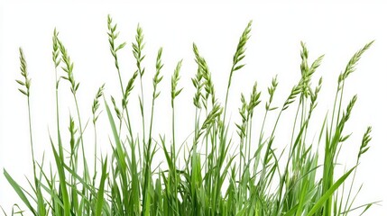 Naklejka premium Fresh Green Grass in Springtime