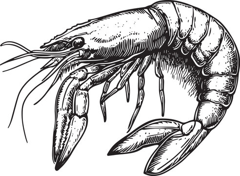 recommend clip art: Shrimp sea Caridea animal engraving vector illustration. Scratch board style imitation. Black and white hand drawn image.