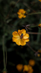 Yellow Flower in Full Bloom With a Honeybee Perched on Its Petal, Capturing the Delicate Harmony Between Nature and Pollination, Perfect for Showcasing the Beauty of Wildlife and Ecosystem Interaction