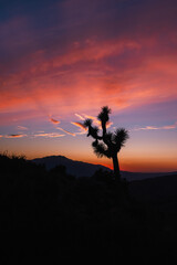A Joshua tree silhouette stands against a vivid and colorful sunset sky, with dramatic pink and orange hues blending into the twilight