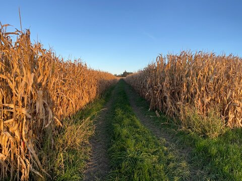 Ein wunderschöner Wanderweg durch die Felder. Landleben, Leben auf dem Land, Gesundheit, Mais