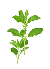 Holy basil or tulsi leaves isolated over transparen png.