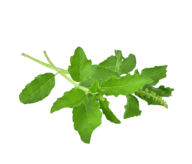 Holy basil or tulsi leaves isolated over transparen png.