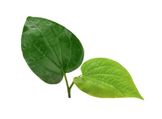 Piper sarmentosum Roxb green Leaves and isolated on transparen png.