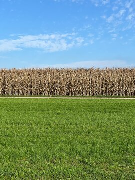 Ein Maisfeld an einer Landstrasse und gegenüber eine Wiese und darüber ein blauer Himmel mit leichter Bewölkung