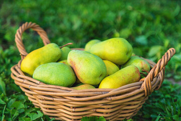 Pear harvest in the garden. Selective focus.