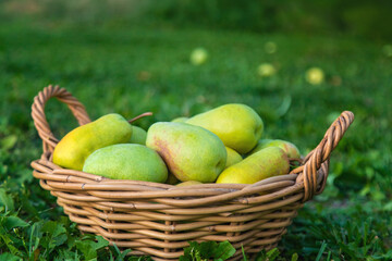 Pear harvest in the garden. Selective focus.