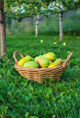 Pear harvest in the garden. Selective focus.