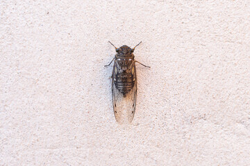 Cicada Singing on a Branch, Capturing the Essence of Summer, Nature’s Harmony, and the Vibrant Sound of Life in the Wild, Representing the Beauty and Symbolism of the Insect World