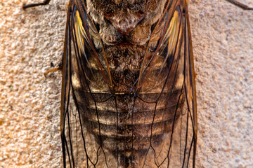 Cicada Singing on a Branch, Capturing the Essence of Summer, Nature’s Harmony, and the Vibrant Sound of Life in the Wild, Representing the Beauty and Symbolism of the Insect World