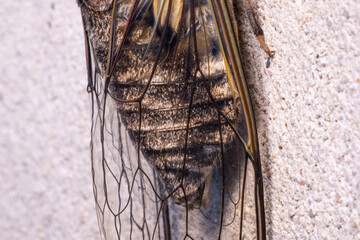 Cicada Singing on a Branch, Capturing the Essence of Summer, Nature’s Harmony, and the Vibrant Sound of Life in the Wild, Representing the Beauty and Symbolism of the Insect World