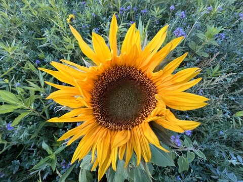 Sonnenblume von oben. Die Sch&ouml;nheit der Natur.