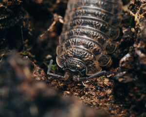 the macro of a beetle in a garden, macro photo