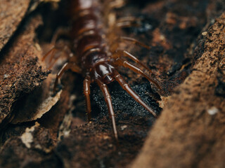 the macro of a beetle in a garden, macro photo
