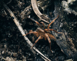 a closeup shot of a brown spider on the ground