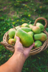 Pear harvest in the garden. Selective focus.