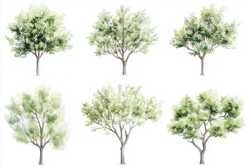 Set of watercolor green trees isolated on a white background, ideal for landscape and architectural drawings, environmental elements, gardens, and botanical spring sections