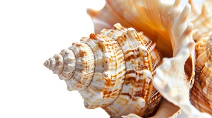 Obraz premium Detailed Close-Up of Spiral Pattern and Texture in Seashell Interior