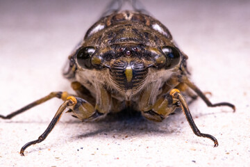 Cicada Singing in the Summer Heat, Capturing the Vibrant Sound of Nature, Symbolizing the Essence of Warm Weather, Outdoor Life, and the Beautiful Harmony of Insects in the Wild