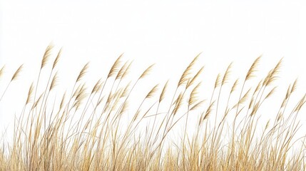 Fototapeta premium Golden Grass Field in Autumn