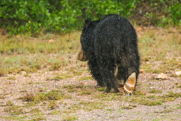 Fototapeta premium Black sloth Bear from Wilpaththu Sri lanka