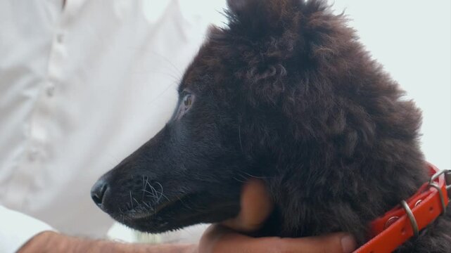 Young handsome male caress his black german shepherd dog sitting on a grass.