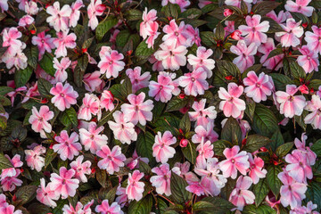 Bright pink two colors Busy Lizzie or New Guinea Impatiens flowers
