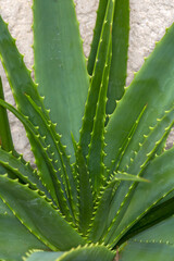 Fototapeta premium Proxiphotographie d'une plante grasse - succulente - Aloès arborescent - Aloe arborescens