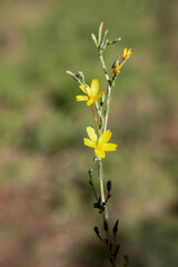 Macrophotographie de fleur sauvage - Laitue osier - Lactuca viminea