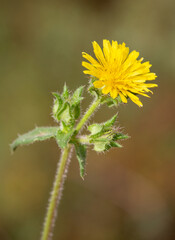 Macrophotographie de fleur sauvage - Picride fausse vipérine - Helminthotheca echioides