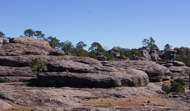 Mexiquillo Stone Forest, Durango, Mexico