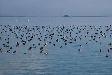 Wasservögel überwintern auf dem Bodensee bei der Insel Mainau