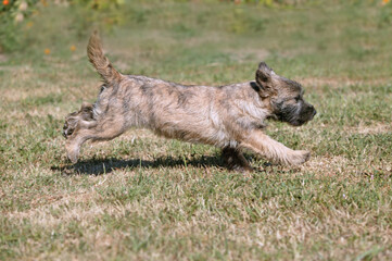 Cairn terrier