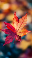 Vibrant autumn maple leaf in shades of red and orange, showcasing nature's artistry against a soft, blurred background of fall colors and light.