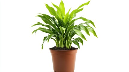 Obraz premium Corn plant in a pot showcasing lush green leaves, prominently displayed against a clean white background for a fresh and vibrant look.