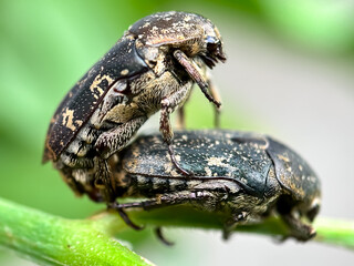 Close up of beetles mating on leaves, white-spotted rose beetle (Oxythyrea funesta)