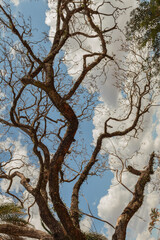 Majestic Tree Standing Tall in Nature, Capturing the Beauty of the Outdoors, Symbolizing Strength, Growth, and the Vitality of the Natural World, Perfect for Representing Environmental Harmony