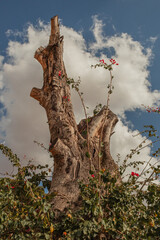 Majestic Tree Standing Tall in Nature, Capturing the Beauty of the Outdoors, Symbolizing Strength, Growth, and the Vitality of the Natural World, Perfect for Representing Environmental Harmony