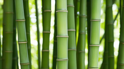 Lush green bamboo stalks thrive in a serene forest setting during bright daylight hours