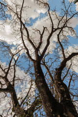 Majestic Tree Standing Tall in Nature, Capturing the Beauty of the Outdoors, Symbolizing Strength, Growth, and the Vitality of the Natural World, Perfect for Representing Environmental Harmony